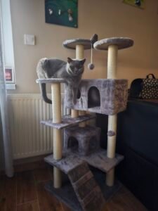 Gustavo szürke macskabútor photo review