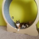 Fa macskakerék photo review