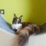 Fa macskakerék photo review