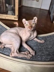 Fa macskakerék photo review