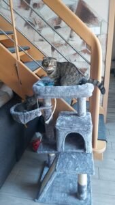 Ali, többfunkciós szürke macskavár photo review