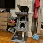 Ali, többfunkciós szürke macskavár photo review