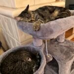 Ali, többfunkciós szürke macskavár photo review