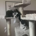 Paola, masszív magas bézs macskavár photo review