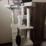 Paola, masszív magas bézs macskavár photo review