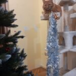 Paola, masszív magas bézs macskavár photo review