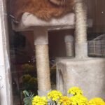 Paola, masszív magas bézs macskavár photo review