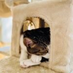 Ali, többfunkciós bézs macskavár photo review