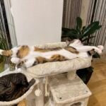 Ali, többfunkciós bézs macskavár photo review