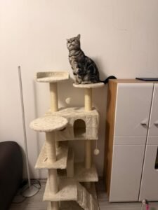 Gustavo, modern bézs macskafa photo review