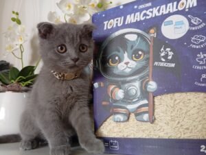 Tofu macskaalom photo review