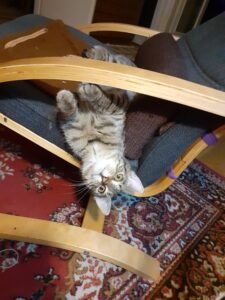 Tofu macskaalom photo review