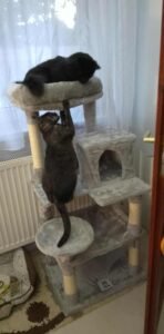 Hulio, modern macskabútor photo review