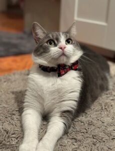 Macskaalom illatosító gyöngy photo review